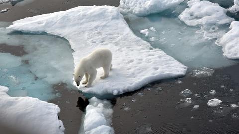 Eisbär im Nordpolarmeer