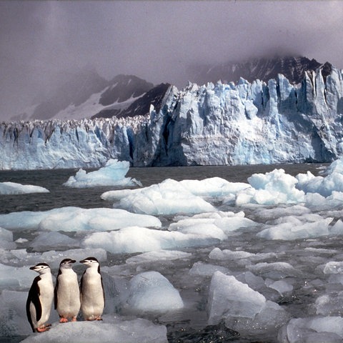 Pinguine auf der Antarktis
