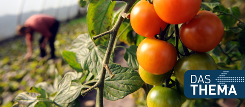 Bio-Tomatenplantage unter einer Gewächshausfolie