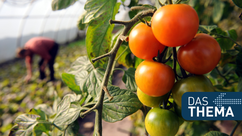 Bio-Tomatenplantage unter einer Gewächshausfolie