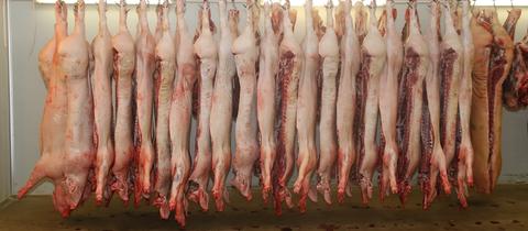 Tote Schweine hängen in einem Schlachthof
