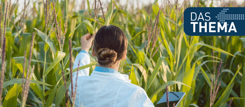 Forscherin auf einem Feld mit gentechnisch veränderten Maispflanzen