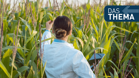 Forscherin auf einem Feld mit gentechnisch veränderten Maispflanzen