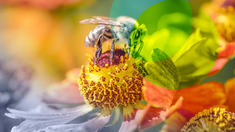 Biene - Apis mellifera - bestäubt eine Blüte der Gewöhnlichen Sonnenbraut 