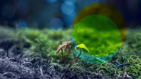 Der Tag: Wohl behütet, tief verwurzelt – die Pilze kommen 