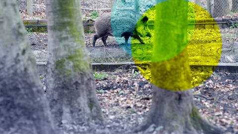 Wildschweinlöwin