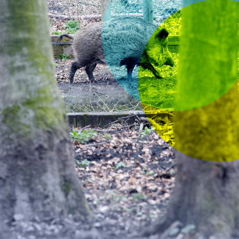 Wildschweinlöwin