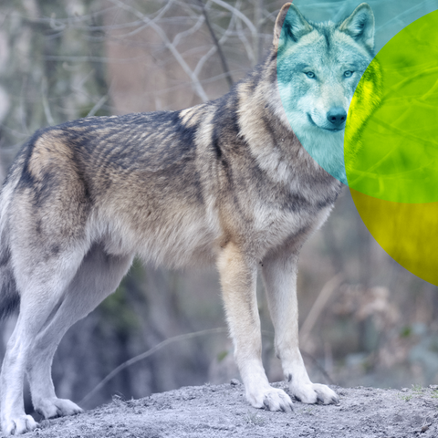 In freier Wildbahn nimmt die Zahl der Wölfe deutschlandweit kontinuierlich zu
