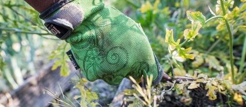 Eine Frau trägt beim Jäten von Unkraut in einem Kleingarten Handschuhe.