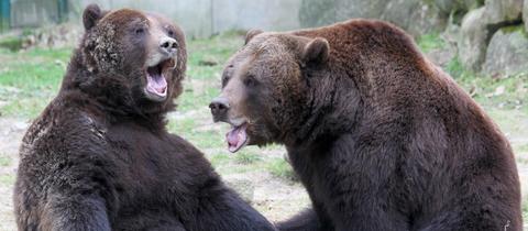 Zwei verschlafene Braunbären in ihrem Gehege im Natur- und Umweltpark in Güstrow 