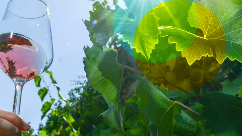 Weinglas vor Weinreben