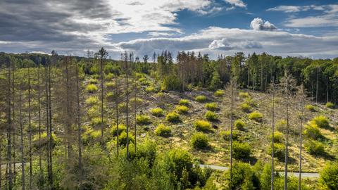 Sujetbild: Ein Wald ist durch die Trockenheit und den Borkenkäfer stark angegriffen.