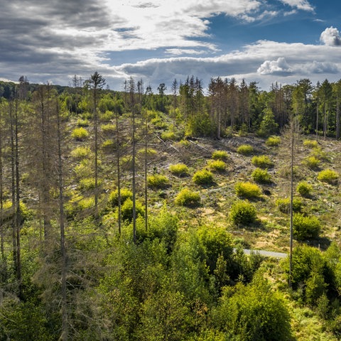 Sujetbild: Ein Wald ist durch die Trockenheit und den Borkenkäfer stark angegriffen.