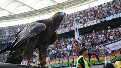 Eintracht Frankfurts Maskottchen Steinadler „Attila“