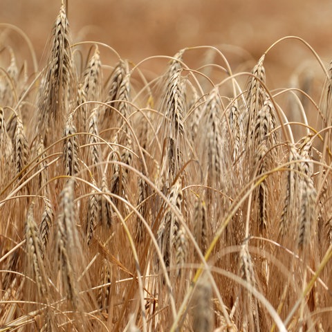 Ein Weizenfeld in der Region um Odessa
