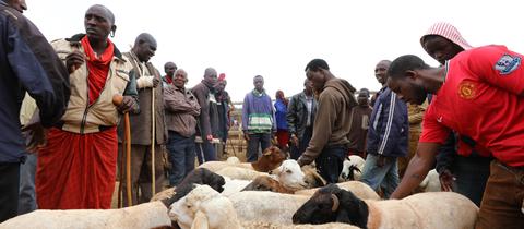 Kenia, Kimana: Massai-Männer verkaufen Schafe auf einem Tiermarkt. 