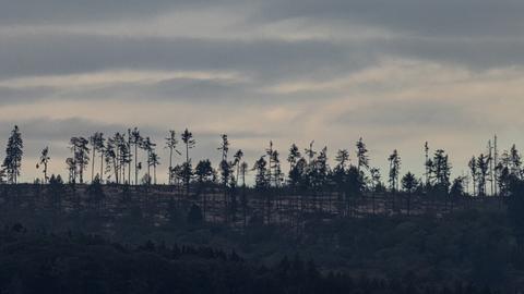 An vielen Stellen hat der Waldbestand im Taunus durch die warmen und trockenen Sommer der letzten Jahre stark gelitten