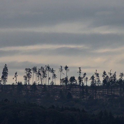 An vielen Stellen hat der Waldbestand im Taunus durch die warmen und trockenen Sommer der letzten Jahre stark gelitten