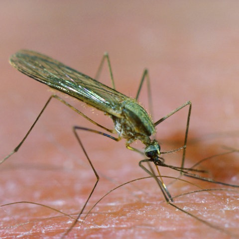 Mücken können unter anderem Malaria übertragen