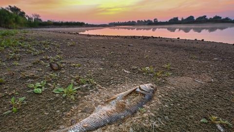 Ein toter Fisch, der schon stark verwest ist, liegt am frühen Morgen am Ufer vom deutsch-polnischen Grenzfluss Oder
