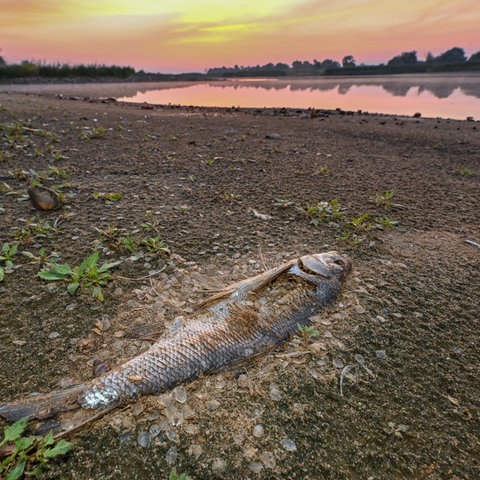 Ein toter Fisch, der schon stark verwest ist, liegt am frühen Morgen am Ufer vom deutsch-polnischen Grenzfluss Oder