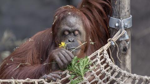 Orang-Utan-Weibchen Sandra riecht in einem Ökopark in Buenos Aires an einer Blume.