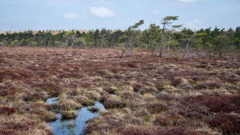 egen zunehmendem Baumbewuchs droht das Schwarze Moor in der Rhön zu verwalden und somit auszutrocknen. Die Verwaldung entstand durch die Entwässerung des Moores. 