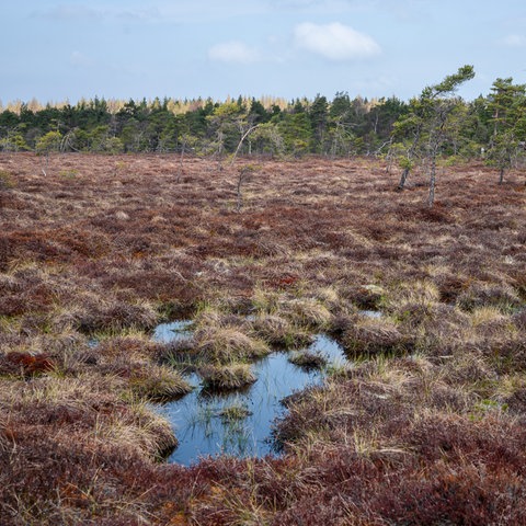 egen zunehmendem Baumbewuchs droht das Schwarze Moor in der Rhön zu verwalden und somit auszutrocknen. Die Verwaldung entstand durch die Entwässerung des Moores. 