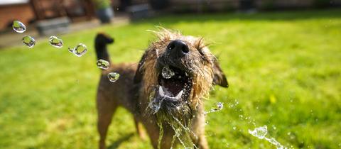 Ein Border-Terrier schnappt bei heißem Wetter nach Wasser aus einem Gartenschlauch