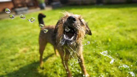 Ein Border-Terrier schnappt bei heißem Wetter nach Wasser aus einem Gartenschlauch