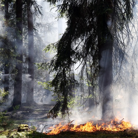 Ein Waldstück westlich von Aschaffenburg brennt