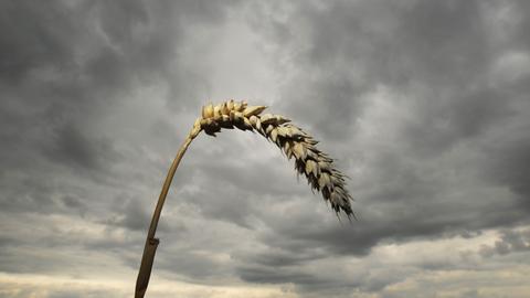 Weizen vor dunklem Himmel
