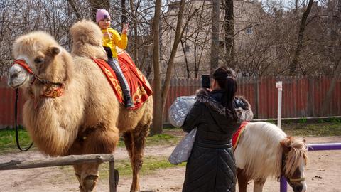 Eine Mutter fotografiert ein Mädchen, das auf dem Rücken eines Trampeltiers sitzt. Der Zoo in Odessa hat seinen Betrieb während Russlands Invasion in die Ukraine wieder aufgenommen. 