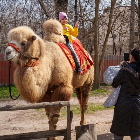 Eine Mutter fotografiert ein Mädchen, das auf dem Rücken eines Trampeltiers sitzt. Der Zoo in Odessa hat seinen Betrieb während Russlands Invasion in die Ukraine wieder aufgenommen. 