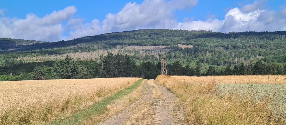 Waldtagung
